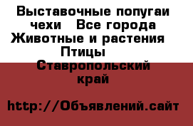 Выставочные попугаи чехи - Все города Животные и растения » Птицы   . Ставропольский край